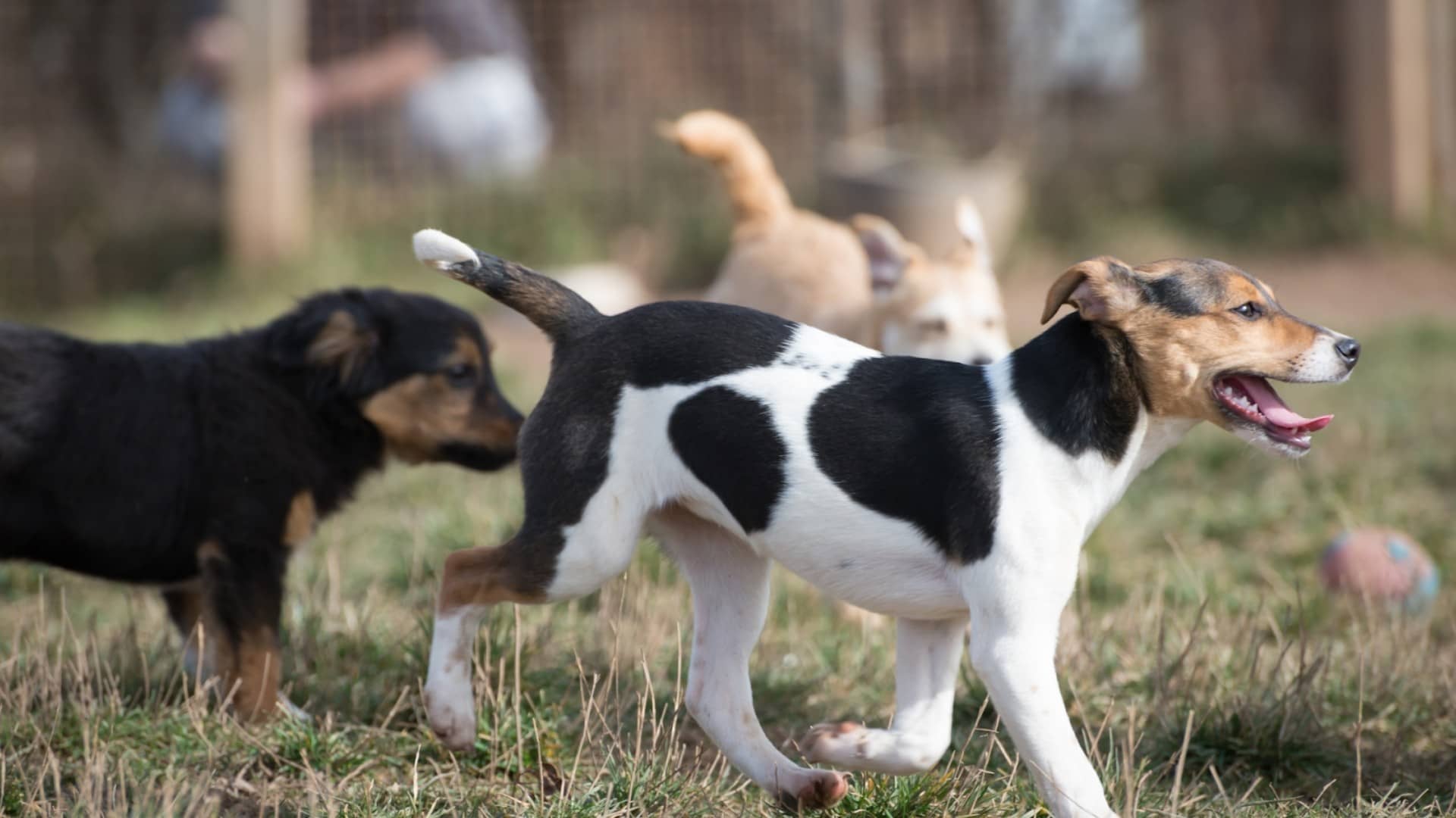 Understanding Dog Pack Hierarchy How to Tell Which Dog is Alpha?